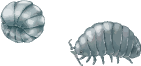 ダンゴムシ